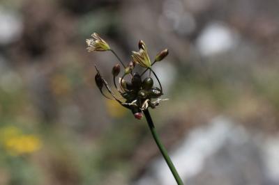 Ail maraîcher, Ail des endroits cultivés Allium oleraceum L., 1753