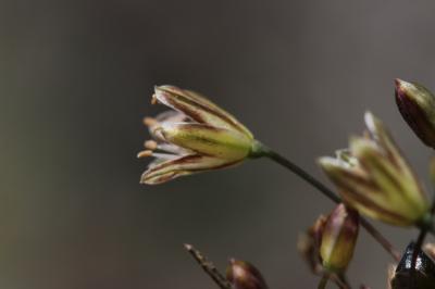 Ail maraîcher, Ail des endroits cultivés Allium oleraceum L., 1753