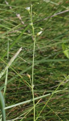 Céraiste commune Cerastium fontanum Baumg., 1816