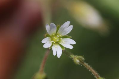 Céraiste commune Cerastium fontanum Baumg., 1816