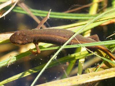 Triton palmé Lissotriton helveticus (Razoumowsky, 1789)