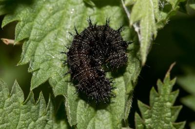 Vulcain (Le), Amiral (L'), Vanesse Vulcain (La), C Vanessa atalanta (Linnaeus, 1758)