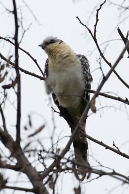 Coucou geai Clamator glandarius (Linnaeus, 1758)