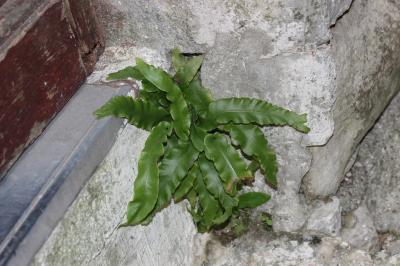 Scolopendre, Scolopendre officinale Asplenium scolopendrium L., 1753
