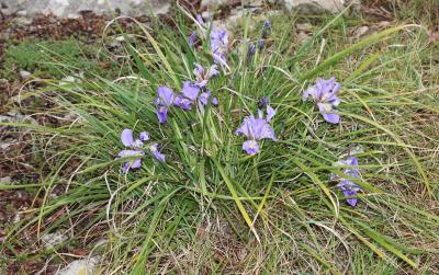 Iris d'Algérie Iris unguicularis Poir., 1789