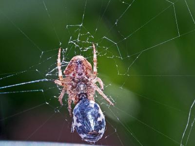  Gibbaranea gibbosa (Walckenaer, 1802)