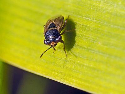  Geocoris megacephalus (Rossi, 1790)