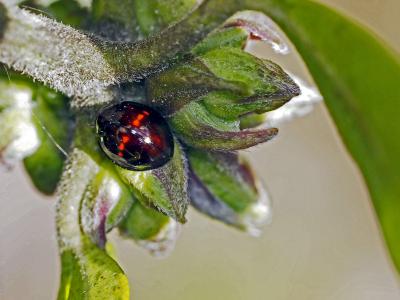 Coccinelle tortue à bande rouge Chilocorus bipustulatus (Linnaeus, 1758)