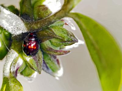 Coccinelle tortue à bande rouge Chilocorus bipustulatus (Linnaeus, 1758)