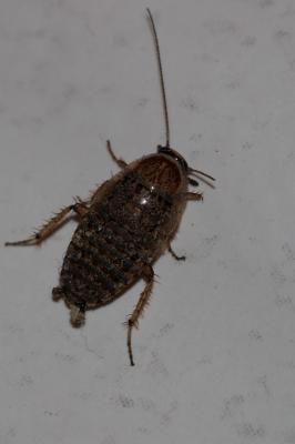  Phyllodromica subaptera (Rambur, 1838)