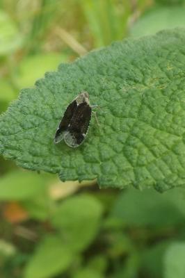  Cixiidae Spinola, 1839