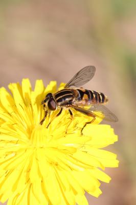  Helophilus pendulus (Linnaeus, 1758)