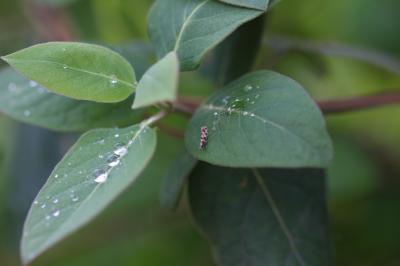  Phyllonorycter trifasciella (Haworth, 1828)