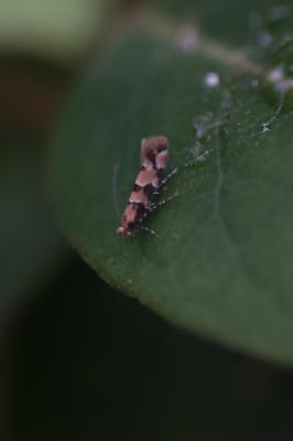  Phyllonorycter trifasciella (Haworth, 1828)