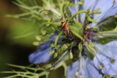  Stenurella melanura (Linnaeus, 1758)