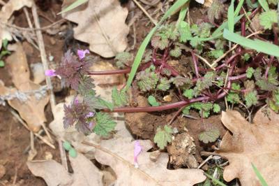 Lamier hybride Lamium hybridum Vill., 1786
