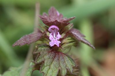 Lamier hybride Lamium hybridum Vill., 1786