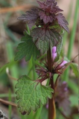 Lamier hybride Lamium hybridum Vill., 1786