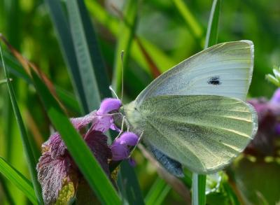 Piéride de la Rave (La), Petit Blanc du Chou (Le), Pieris rapae (Linnaeus, 1758)