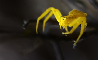 Thomise replet Thomisus onustus Walckenaer, 1805