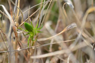 Micrommate émeraude Micrommata virescens (Clerck, 1758)