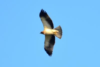 Aigle botté Hieraaetus pennatus (Gmelin, 1788)