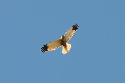 Busard des roseaux Circus aeruginosus (Linnaeus, 1758)