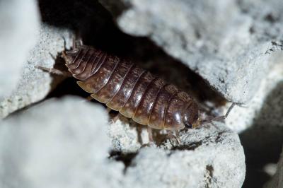  Porcellio gallicus Dollfus, 1904