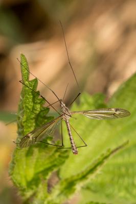  Tipula lateralis Meigen, 1804