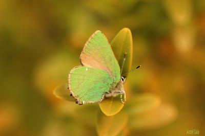 Thécla de la Ronce (La), Argus vert (L') Callophrys rubi (Linnaeus, 1758)