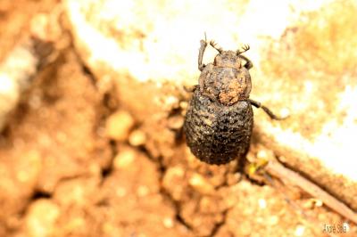  Trox perlatus (Goeze, 1777)