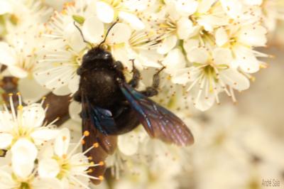 Abeille charpentière, Xylocope violet Xylocopa violacea (Linnaeus, 1758)