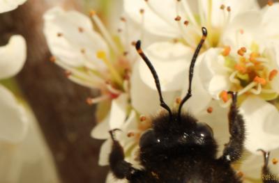 Abeille charpentière, Xylocope violet Xylocopa violacea (Linnaeus, 1758)