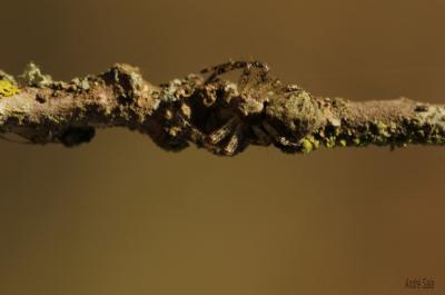 Xystique Xysticus 