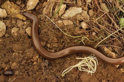 Orvet fragile Anguis fragilis Linnaeus, 1758