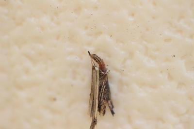  Psychidae Boisduval, 1828