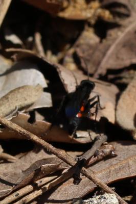  Anoplius viaticus (Linnaeus, 1758)