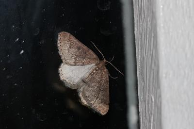 Phalène distincte (La), Lomographe précoce (Le) Aleucis distinctata (Herrich-Schäffer, 1839)