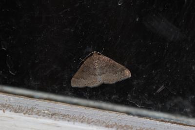 Phalène distincte (La), Lomographe précoce (Le) Aleucis distinctata (Herrich-Schäffer, 1839)
