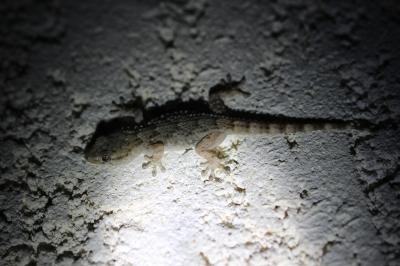 Tarente de Maurétanie Tarentola mauritanica (Linnaeus, 1758)