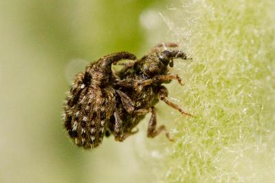  Cleopus solani (Fabricius, 1792)
