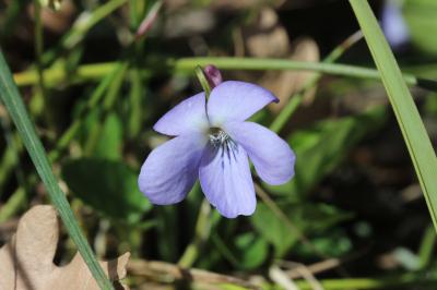 Violette suave Viola suavis M.Bieb., 1819