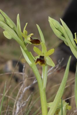 Ophrys verdissant Ophrys virescens Philippe, 1859