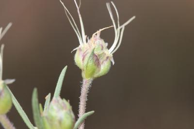 Œil de chien, Plantain toujours vert Plantago sempervirens Crantz, 1766