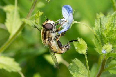  Helophilus trivittatus (Fabricius, 1805)
