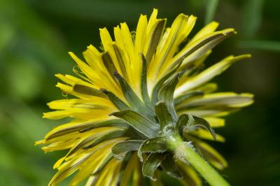 Pissenlit d'Ekman Taraxacum ekmanii Dahlst., 1911