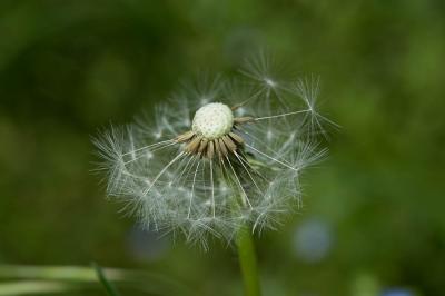Pissenlit d'Ekman Taraxacum ekmanii Dahlst., 1911