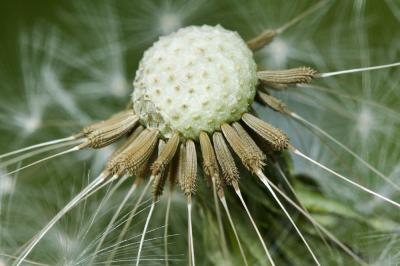 Pissenlit d'Ekman Taraxacum ekmanii Dahlst., 1911