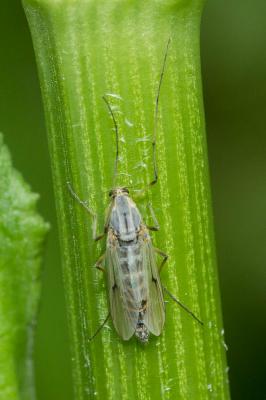 Chironome plumosus Chironomus plumosus (Linnaeus, 1758)