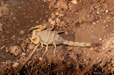 Scorpion languedocien Buthus occitanus (Amoreux, 1789)